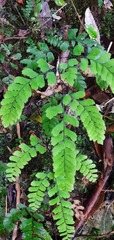 Adiantum cunninghamii