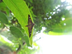 Prophantis adusta
