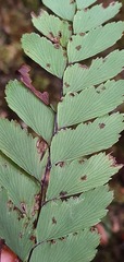 Adiantum cunninghamii