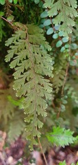 Hymenophyllum frankliniae