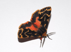 Ardices curvata