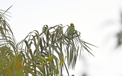 Ognorhynchus icterotis