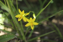 Cyanella lutea lutea