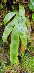 Blechnum colensoi