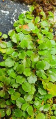 Lagenophora strangulata