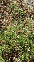 Parthenium hysterophorus