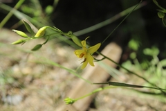 Cyanella lutea lutea
