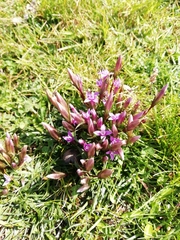 Gentianella columnae