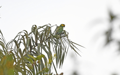 Ognorhynchus icterotis