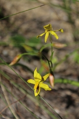 Cyanella lutea lutea