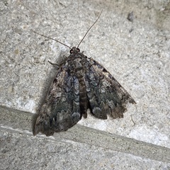 Catocala lacrymosa