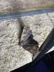 Catocala lacrymosa