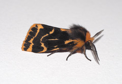Ardices curvata