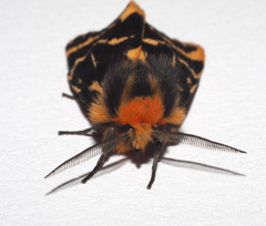 Ardices curvata