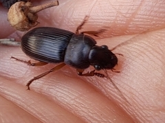 Harpalina