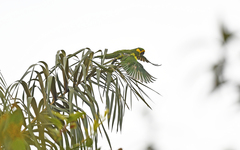 Ognorhynchus icterotis