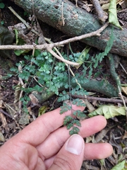 Asplenium hookerianum