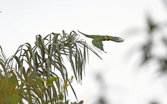 Ognorhynchus icterotis