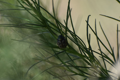 Leptinotarsa lineolata