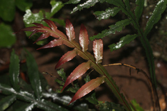 Blechnum