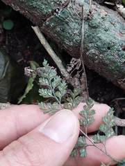 Asplenium hookerianum