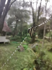 Gasteracantha doriae
