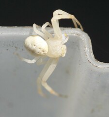 Zygometis xanthogaster