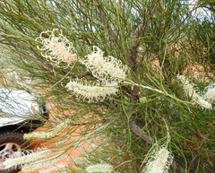 Grevillea stenobotrya