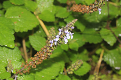 Coleus