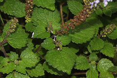Coleus