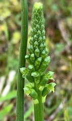 Microtis unifolia