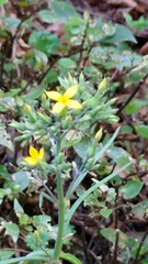Kalanchoe integra