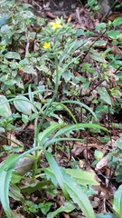 Kalanchoe integra