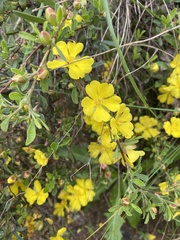 Hibbertia obtusifolia