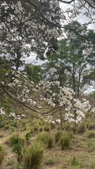 Tabebuia roseoalba