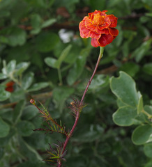 Tagetes patula