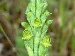 Microtis unifolia