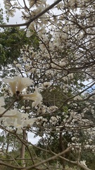 Tabebuia roseoalba