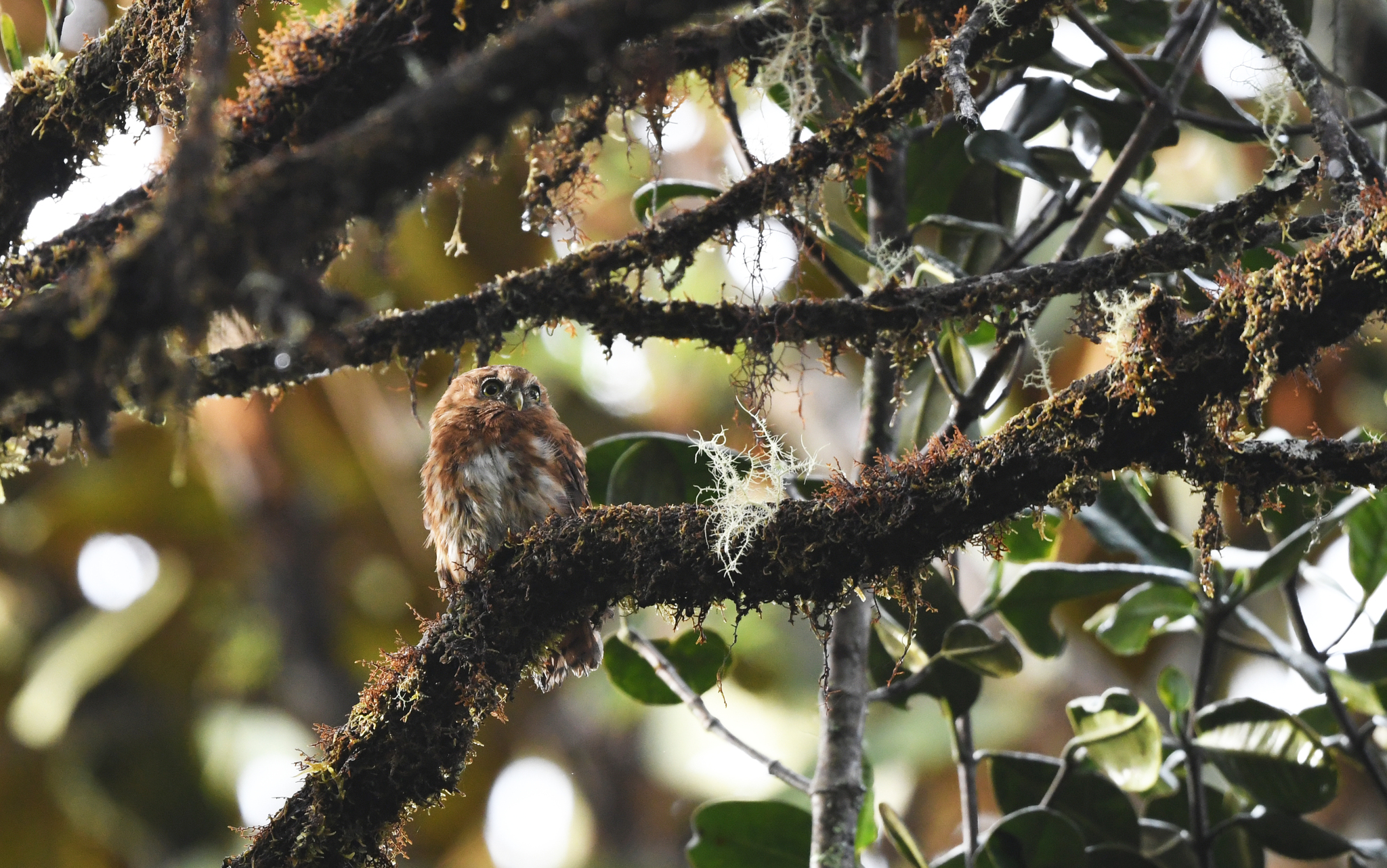 Andean Pygmy Owl (Glaucidium jardinii), photo 1