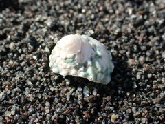 Coelotrochus viridis