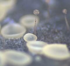 Clastoderma debaryanum