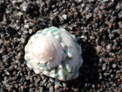Coelotrochus viridis