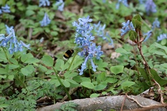 Corydalis fumariifolia azurea
