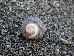 Diloma bicanaliculatum