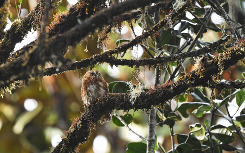 Andean Pygmy Owl (Glaucidium jardinii), photo 2