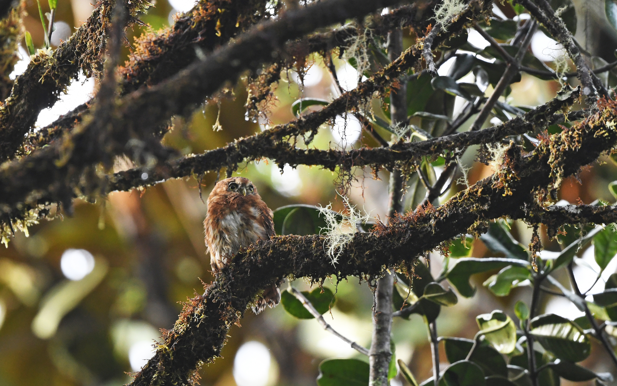 Andean Pygmy Owl (Glaucidium jardinii), photo 2