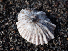 Siphonaria australis