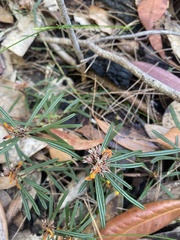 Pultenaea rosmarinifolia