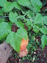 Rubus leucodermis