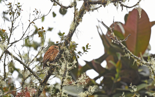 Andean Pygmy Owl (Glaucidium jardinii), photo 3